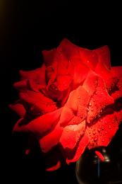 RedRose